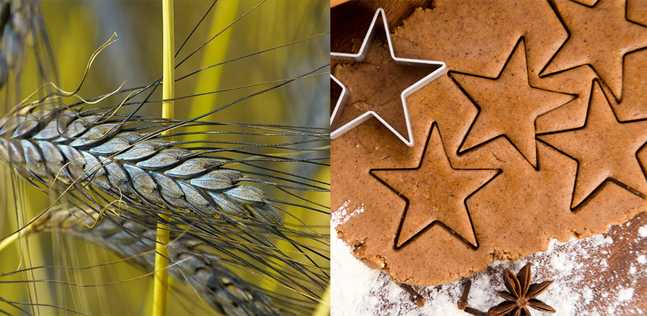 Kulturspannmål Emmer och pepparkakor