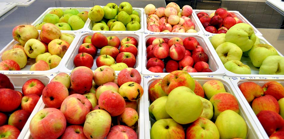 Bild på olika äppelsorter. 