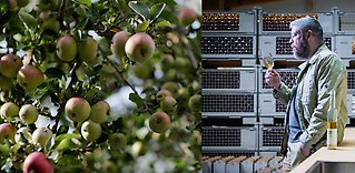 Äppelodling i norra Sverige ger bästsäljande cider