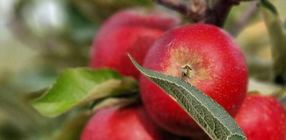 Äpplen från Äppledalen Foto: Jordbruksverket