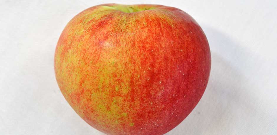 Äpple Tersmeden