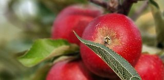 Äpplen från Äppledalen