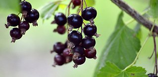 Mousserande svartvinbärsvin