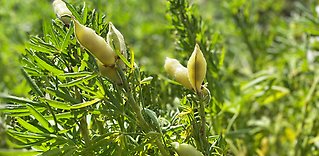 Mer baljväxter från svenska gårdar?