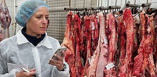 Småskalig slakt i fokus – ny handbok och riktlinjer banar väg för hållbar matproduktion