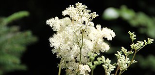 Älgört och älggräs