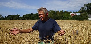 Kulturspannmål – från åkern till bordet med nya initiativ