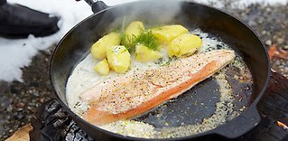 Lappländsk fjällröding