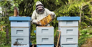 Dags att njuta av nyslungad honung