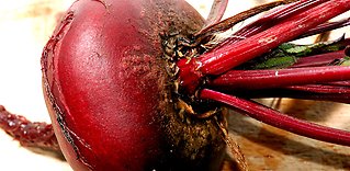 Rödbeta och mangold
