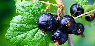 Svarta vinbär
