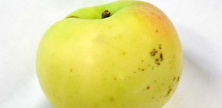 Söderman­lands kalvill