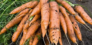 Vi firar morotens dag