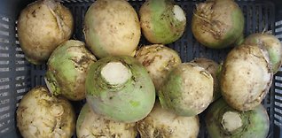 Matens kulturarv får egen akademi