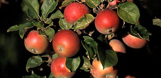 Svensk ciderhistoria