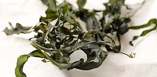 Övertygade algmissionärer: “Alger är både miljövänligt och gott”