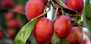 Traditionella frukt- och bärarter
