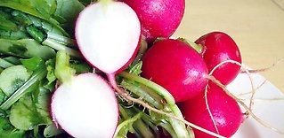 Rädisa och rättika
