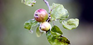 Sensoriska egenskaper äpplen och päron