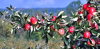 Äpplen från Österlen